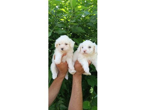 Kusursuz maltese terrier yavrular