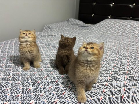British shorthair yavrularımız