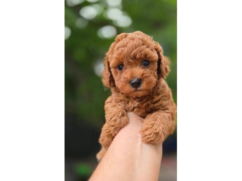  toypoodle yavrularımız 