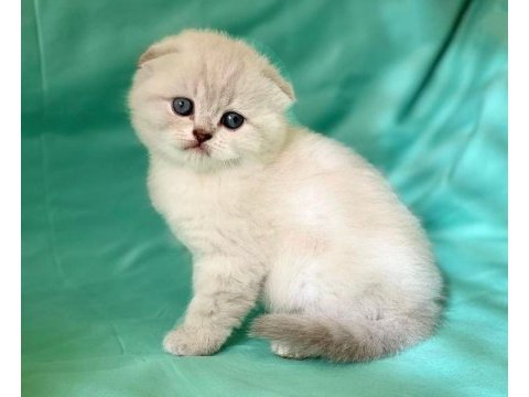 Bembeyaz pamuk gibi kıvrık kulak scottish fold yavruları