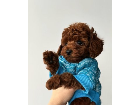 Toy poodle yavruları