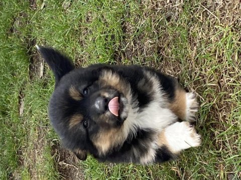 Sahiplendirilecektir 3 aylık yavru köpeklerimiz