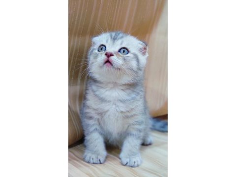 Topaç oğlan scottish fold silver