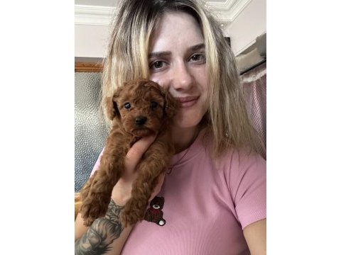 Safkan toy poodle yavrularımız