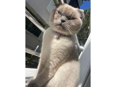Scottish fold kızımıza acil yuva arayışındayız