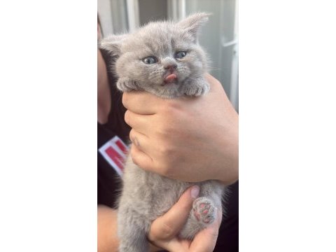 Son kalan yavru british shorthair