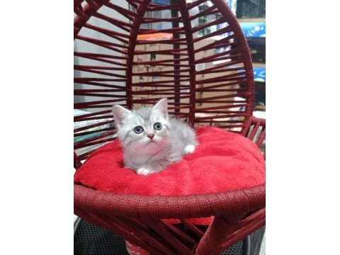 British shorthair yavru kedilerimiz