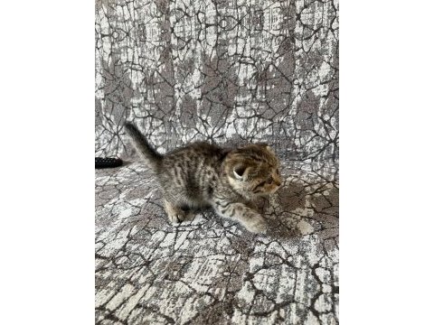 Kaliteden şaşma scottish fold
