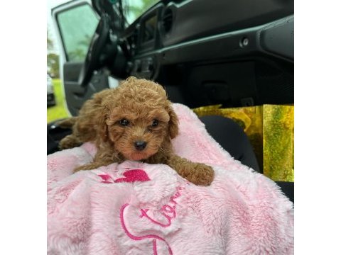 Toy poodle bebek köpeklerimiz