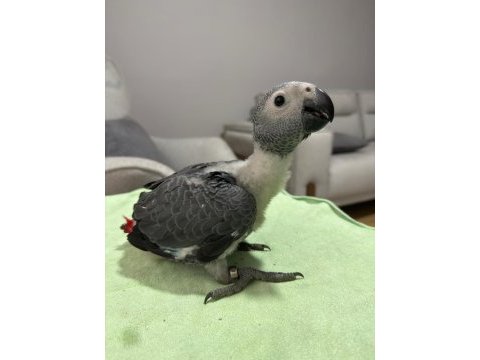 Bebek jako papağanı