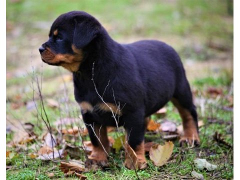 Safkan şecereli şampiyon yavru köpekler
