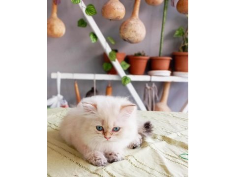 British longhair bebekler