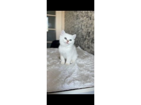 British shorthair dişi kedim