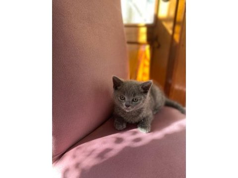 55 günlük erkek yavru british shorthair