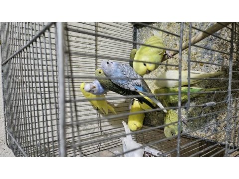 Bebek muhabbet kuşu yavrular