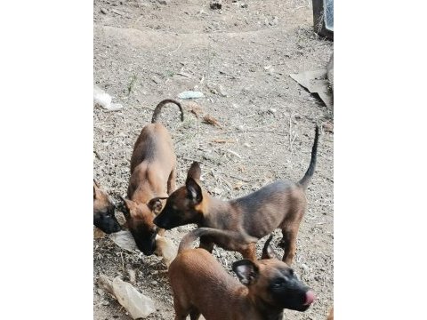 Belçika malinois köpekler