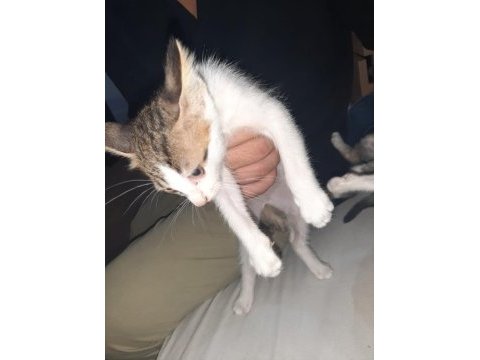 2 erkek 1 kız tekir kedi