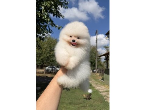 Üst düzey kusursuz karbeyaz pomeranian boo