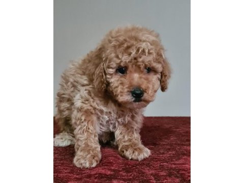 Erkek apricot toy poodle bebekler