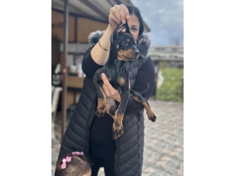 Safkan king doberman yavrularım