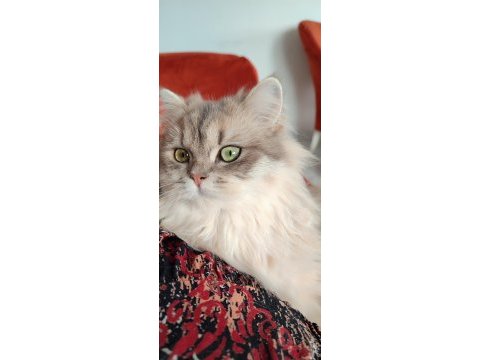 Blh golden dişi ve erkek british longhair