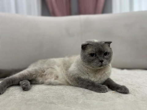 Blue point scottish fold dişi