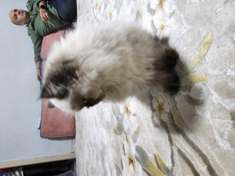 Safkan british shorthair yavruları