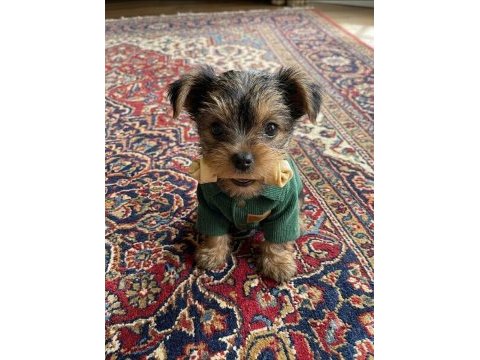 Hiç tüy dökmeyen büyümeyen ırk köpeğimiz