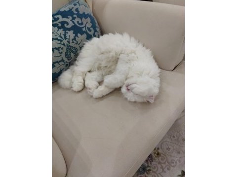 Pamuk gibi scottish fold