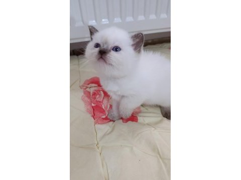Bal çocuk kediler