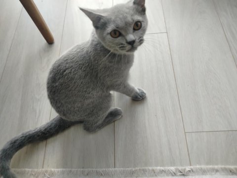 Uysal erkek british shorthair