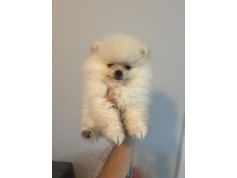 Pomeranian bebek köpekler