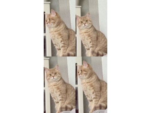 British shorthair prensimizi sahiplendirmek istiyoruz