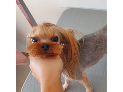 Şecereli yetişkin erkek yorkshire terrier