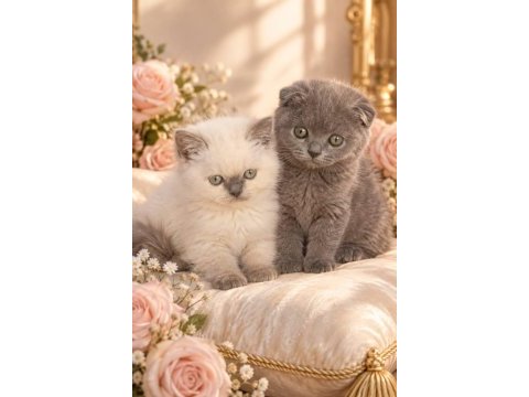 Scottish fold yavrularımız yeni yuvalarını arıyor