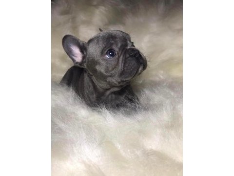 Şirinlik abidesi french bulldog bebekler