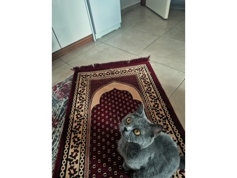 British shorthair 7 aylık dişi