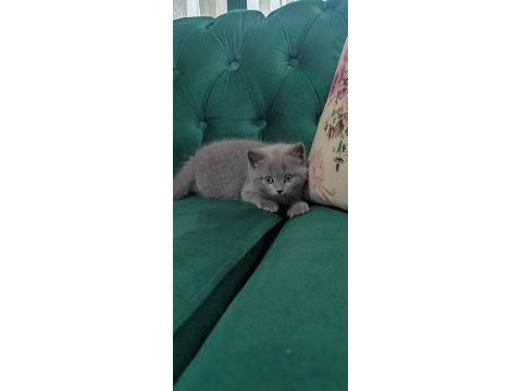Sahibinden british shorthair 55 günlük