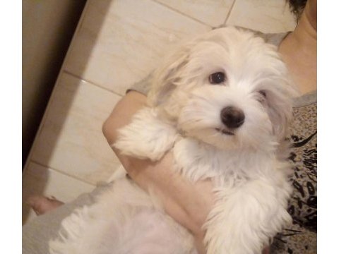 Maltipoo bebişim çiş eğitimli uygun