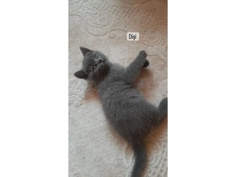 Dişi ve erkek bebeklerim british shorthair