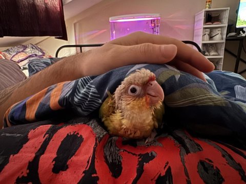Yavru konur papağanı 45 günlük