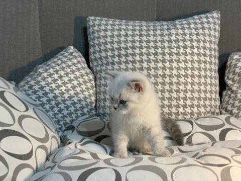 Teslime hazır british shorthair yavrular