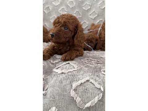 Toy poodle yavrular