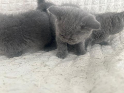 2 aylık british shorthair yavrular sahiplendirilecektir