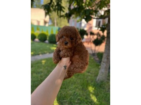 Red toy poodle yavruları 
