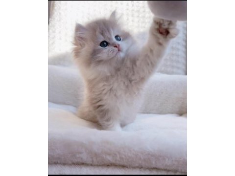 Blh ay12 erkek british longhair