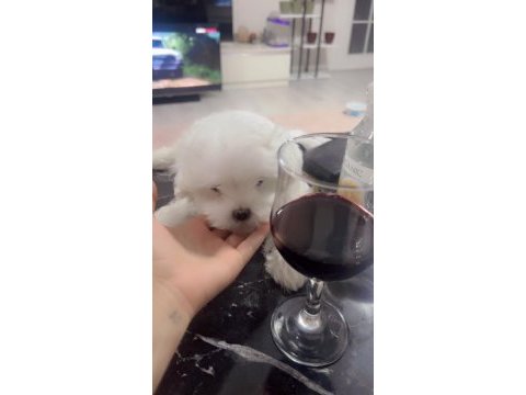 Baba kore maltese terrier