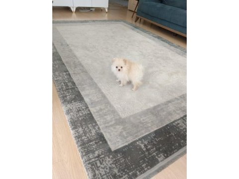 Pomeryan boo 2 aylık dişi