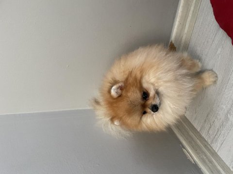 Sıfır numara erkek pomeranian boo yuvasını arıyor