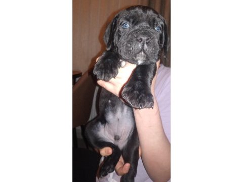 Cane corso